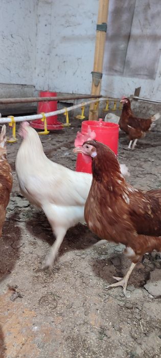 Loman zotli tovuqlar sotiladi