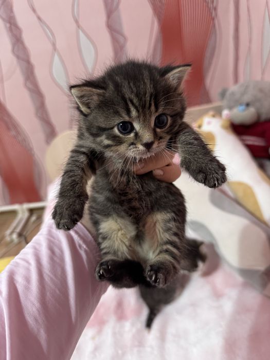Котенок-девочка в добрые руки