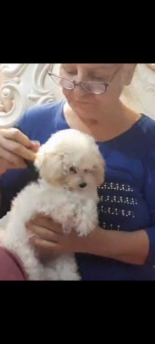 ТИКАП эксклюзивная  малышка