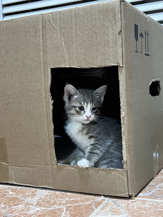Ласковые котята ищут хозяина