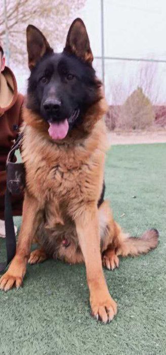 Немецкий овчарка сатылады