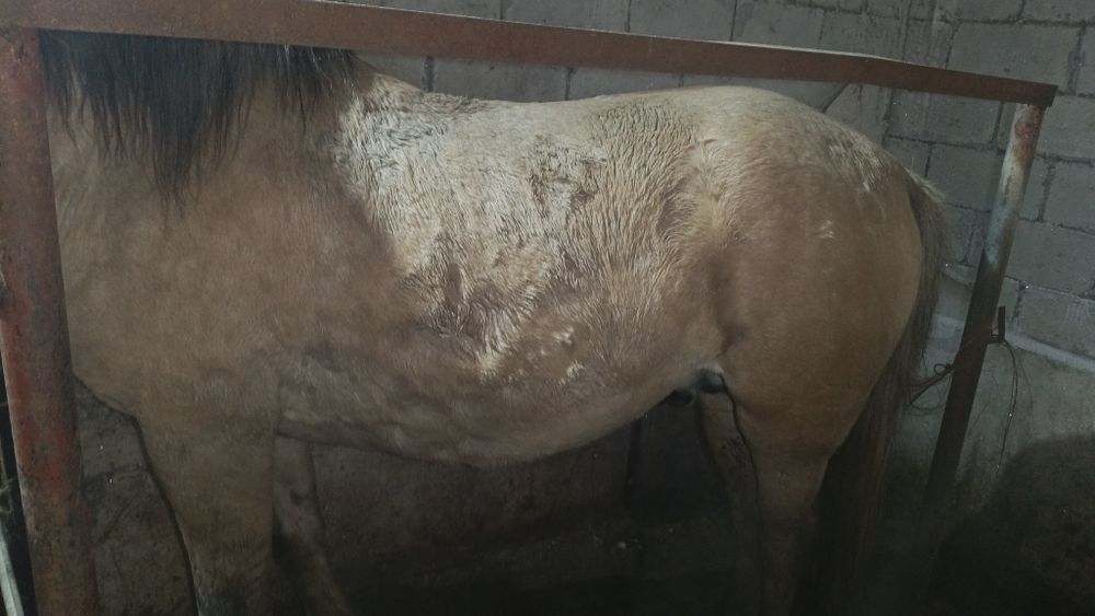 Жылқы сатылады 6 жасыр айғыр