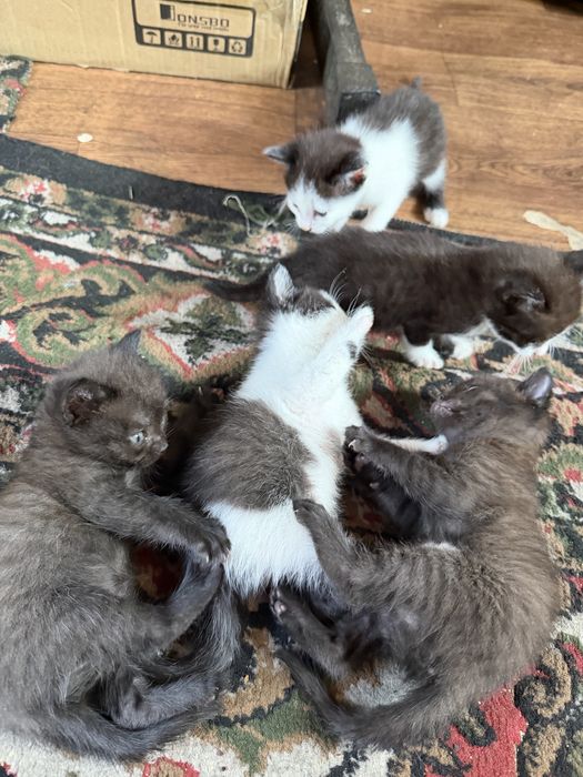 Котята в добрые руки