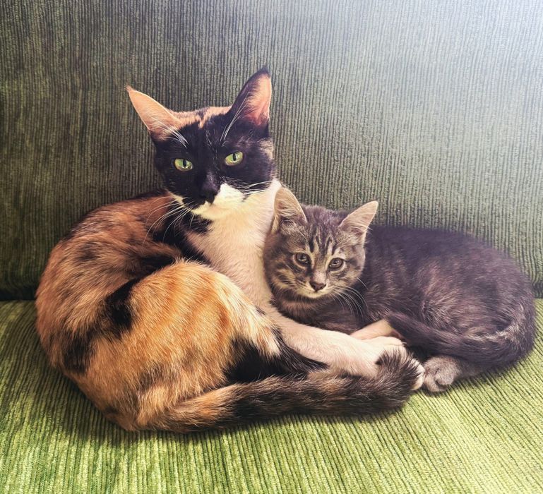 Котята в хорошие, добрые руки