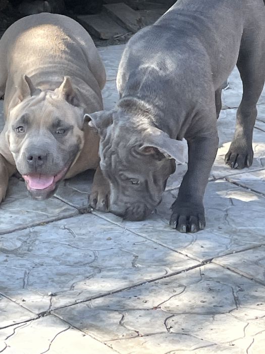 Продаю щенков американский булли