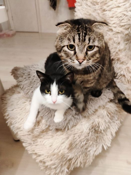 Кот в добрые руки