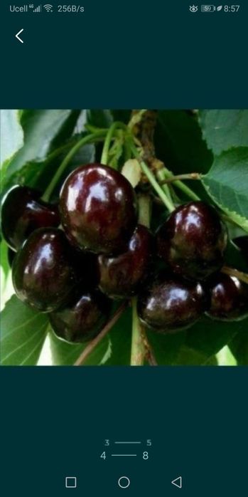 Продаётся малина черешня