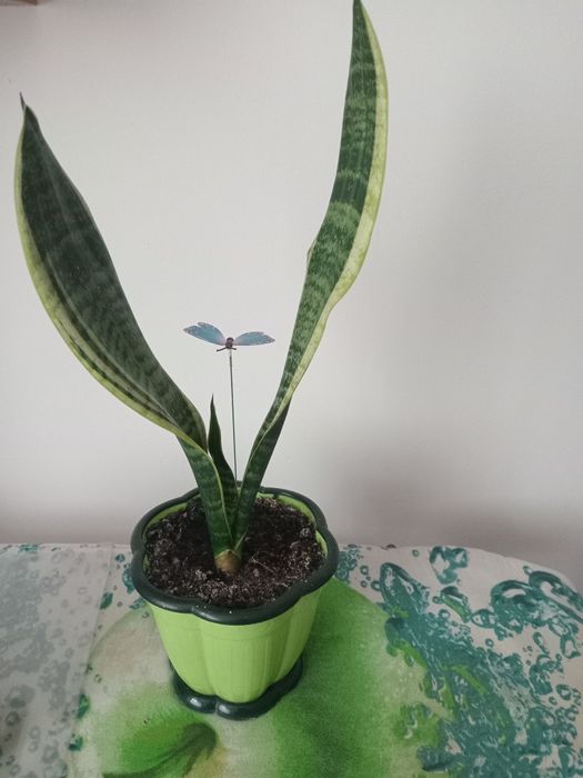 Продам  комнатные  растения