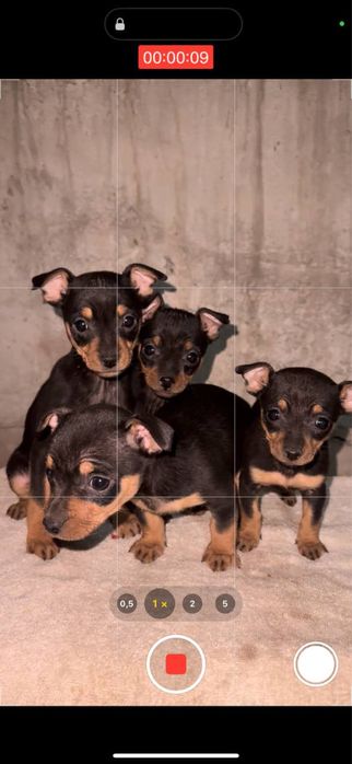 Продам мини тойтерьер мальчик