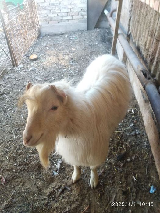 Продаются козы в городе Алмалык