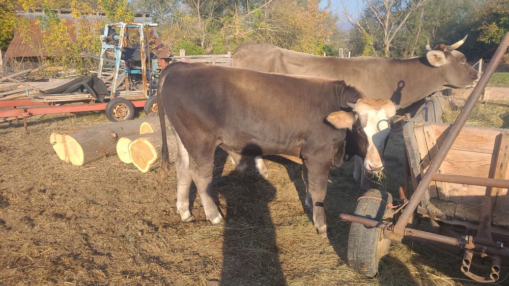 Vând vaca cu vițel
