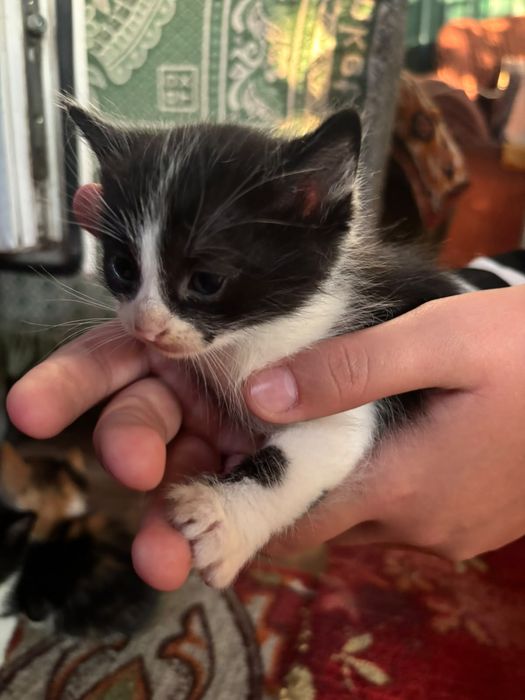 отдам котят в добрые руки