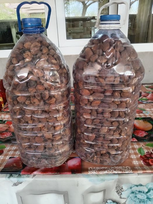 Turshak (o'rik qoqisi)