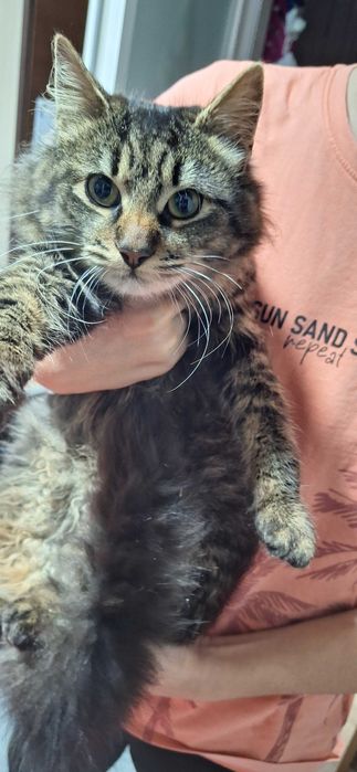 Vand mascul Maine Coon