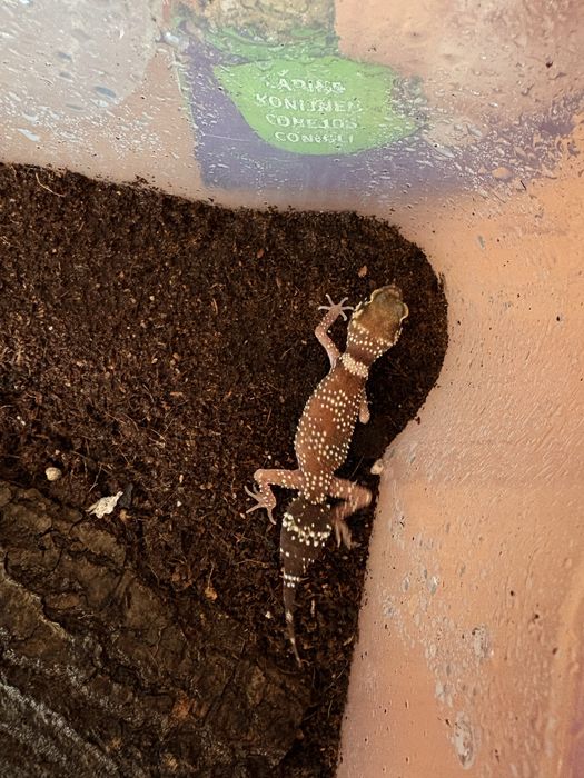 Vand cave gecko, U.milli