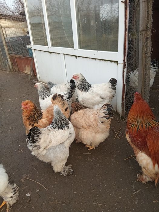 Gaini de rasa Brahma, Herminat deschis, Columbia si negru