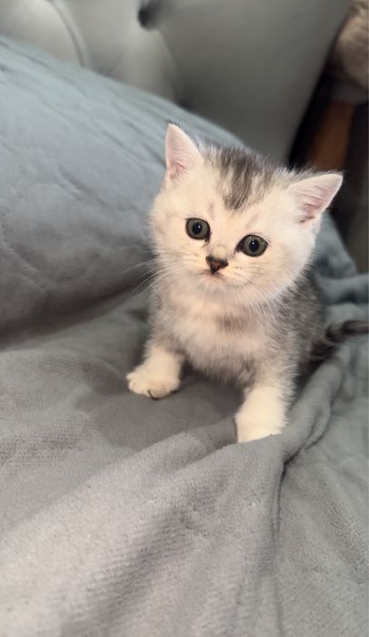 Шотландские котята шиншиллы