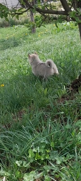 Щенки лайки западники