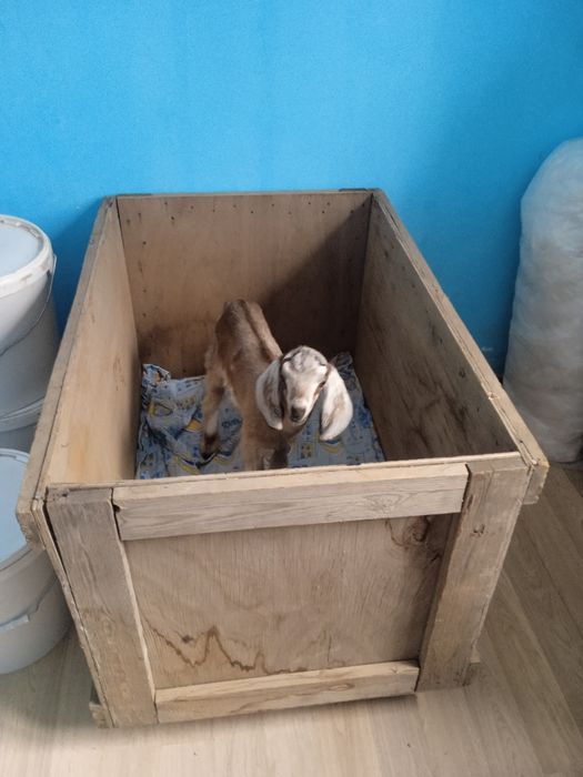 Продаётся козочка