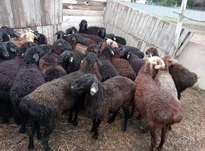 Еділбай қойлар сатылады