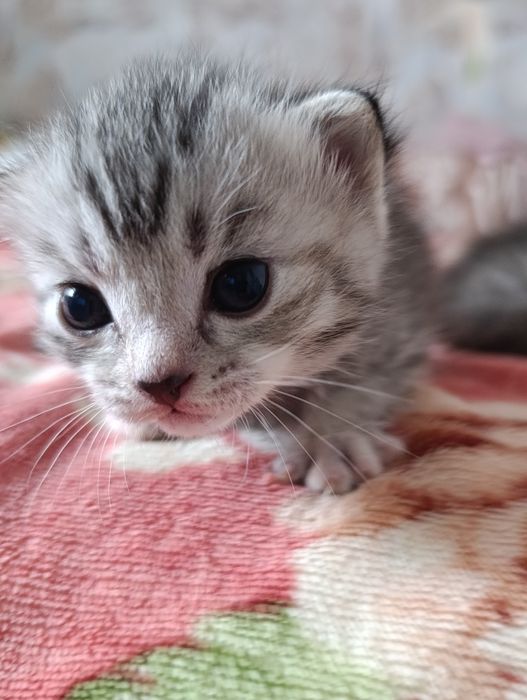 Продам котят британских Вискас окрас