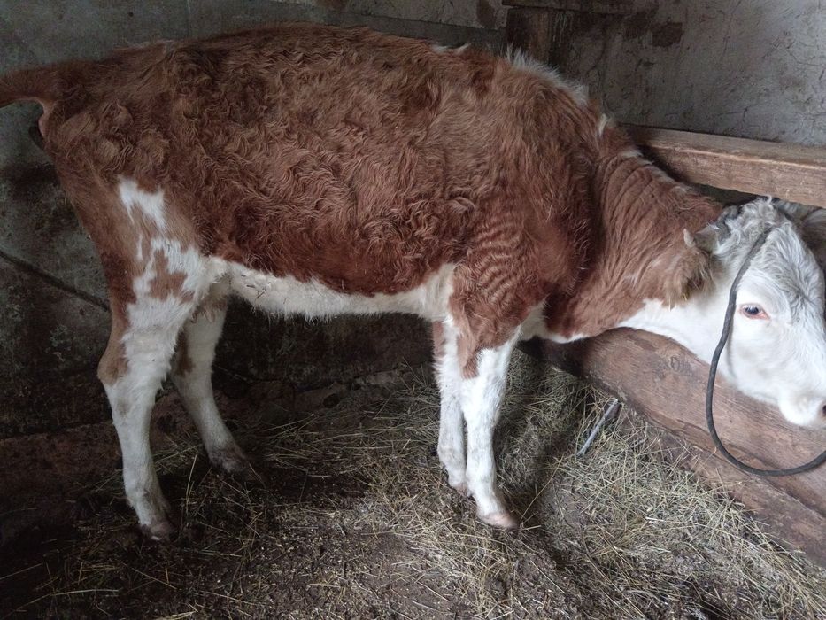 сиырлар сатылады