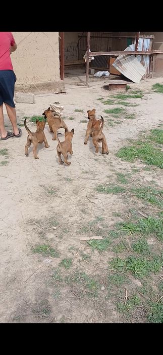 щенки бельгийский овчарка Малинуа