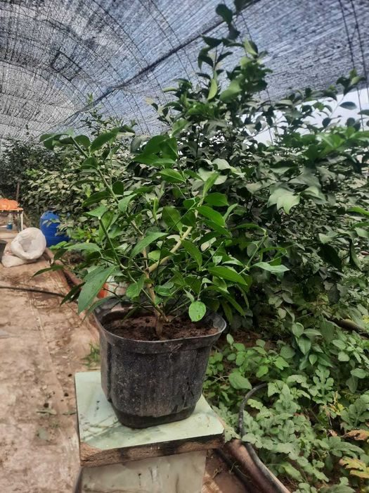 Саженцы лимон сорт МИЕР 1,5-2 года