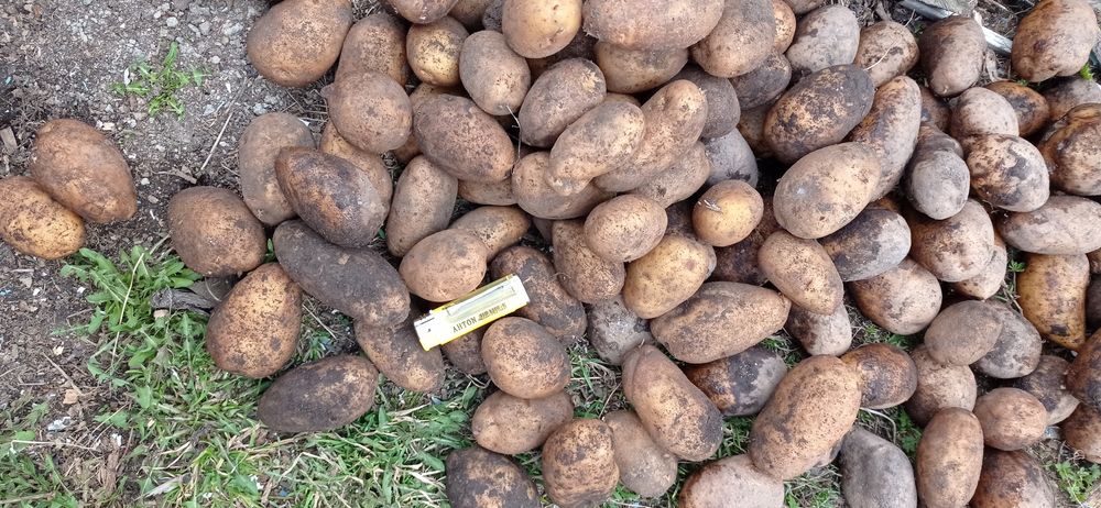 Продам посадочный картофель.