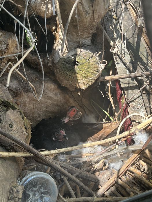 Продам квочек даканов