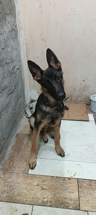 Продам немца, 7 месяцев