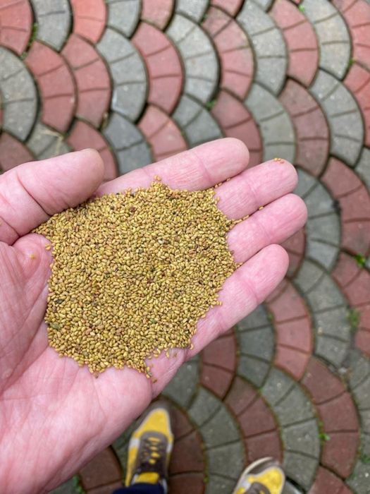 Vand seminte de lucerna selectata