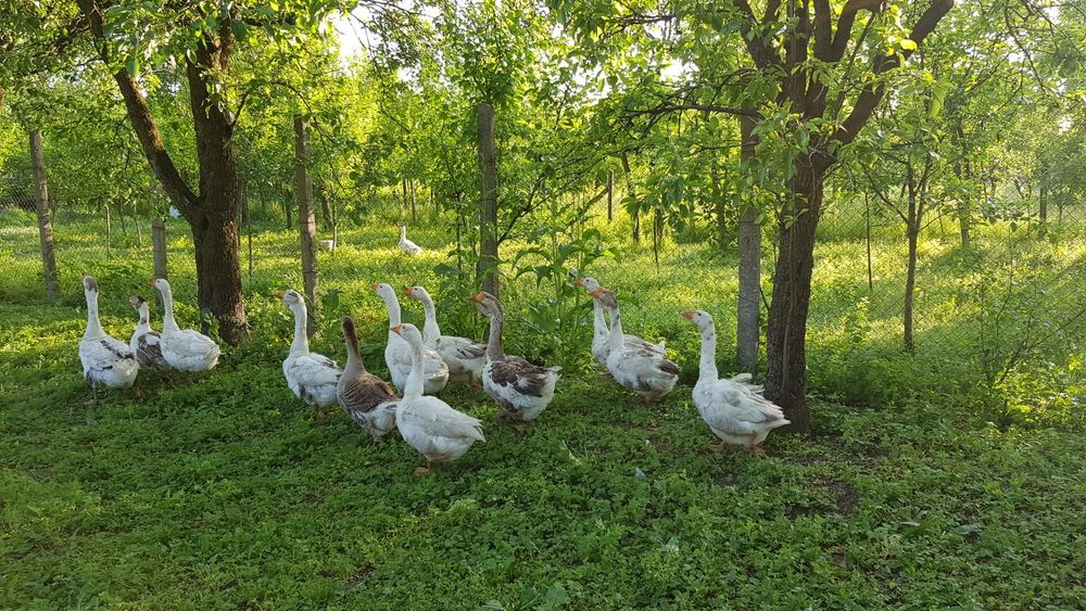 Vindem Gaste si Gascani