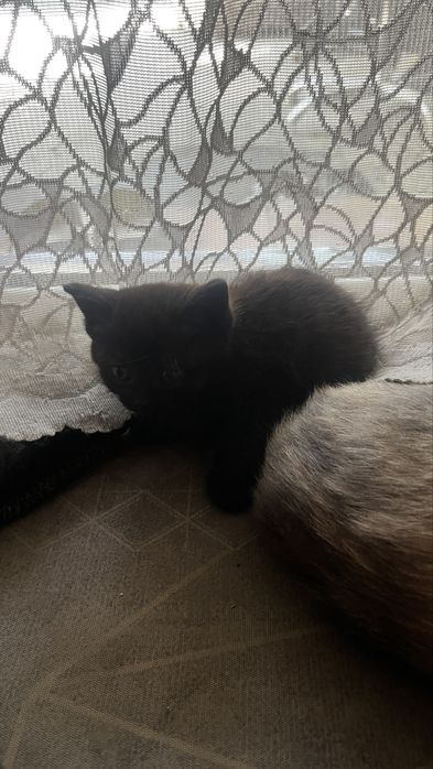 Котята бесплатно