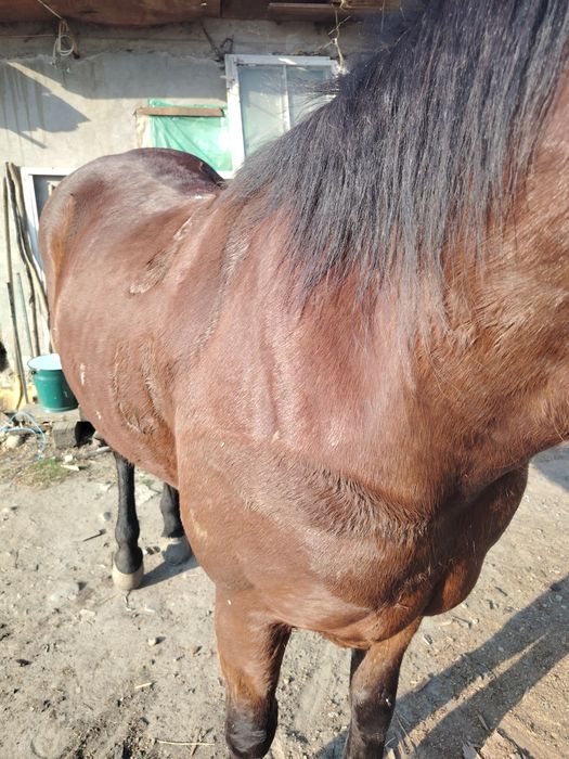 Vând iapă in vârstă de 6 ani