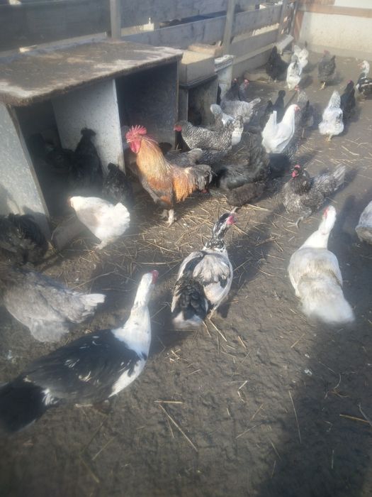 ,Găini,Rațe,Găște