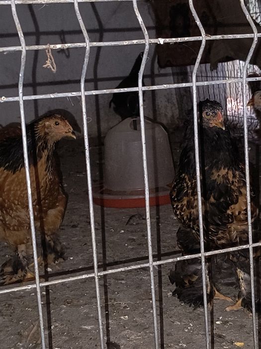 Brahma porțelan și gold laced