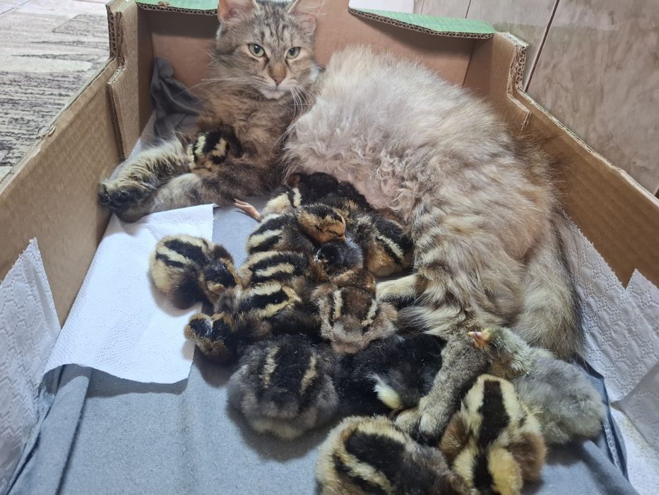 Puii Araucana Potârnichiu  Sălbatic