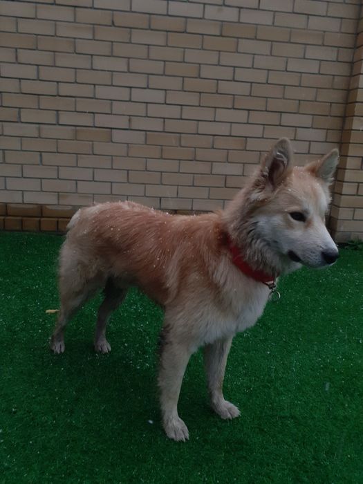 Собака бесплатно