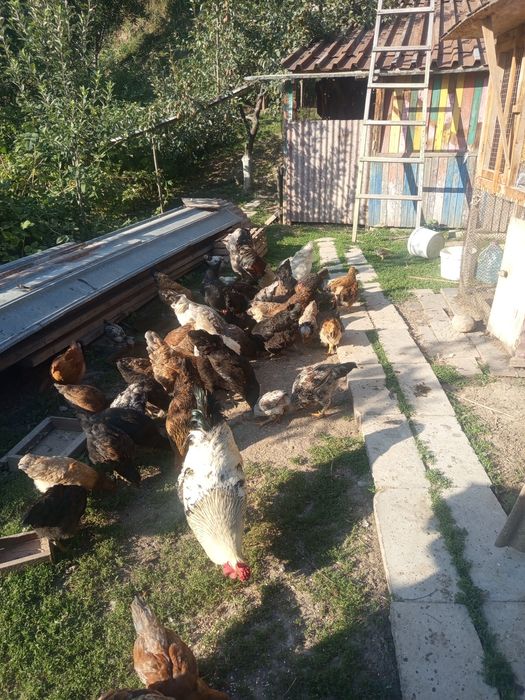 Продам курей домашние