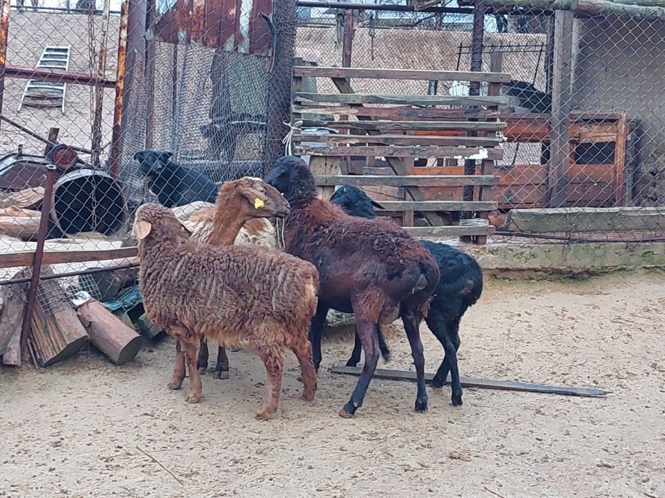 Жас ірі денелі қисары қозылы қойлар сатылады