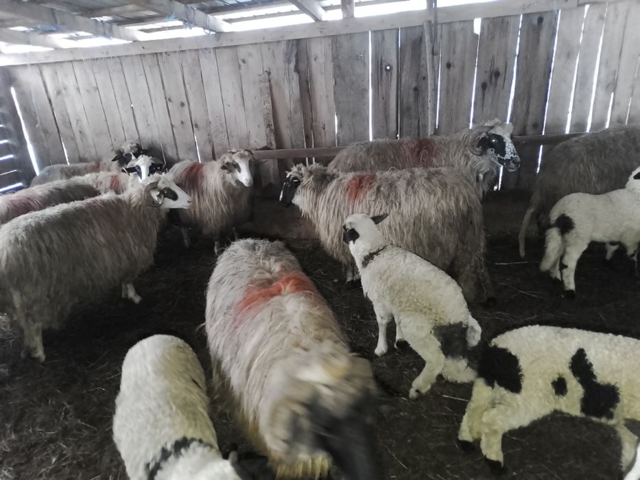 Oi de vînzare țurcane Bistrița Năsăud