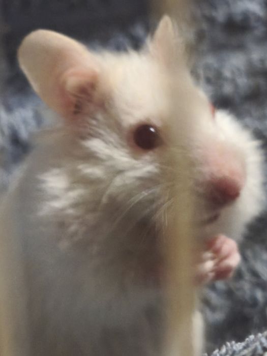 Серийские хомячки, белые
