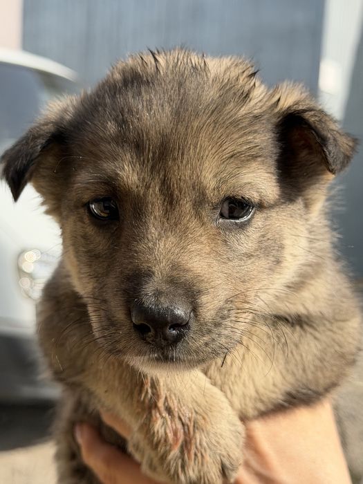 Отдам щенят в хорошие руки