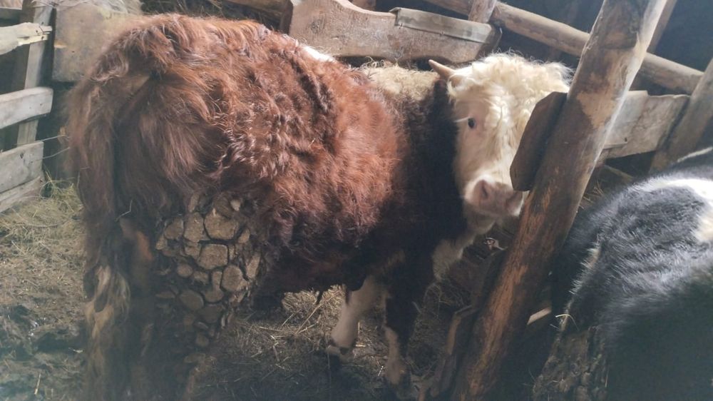 Продам бычка с откорма