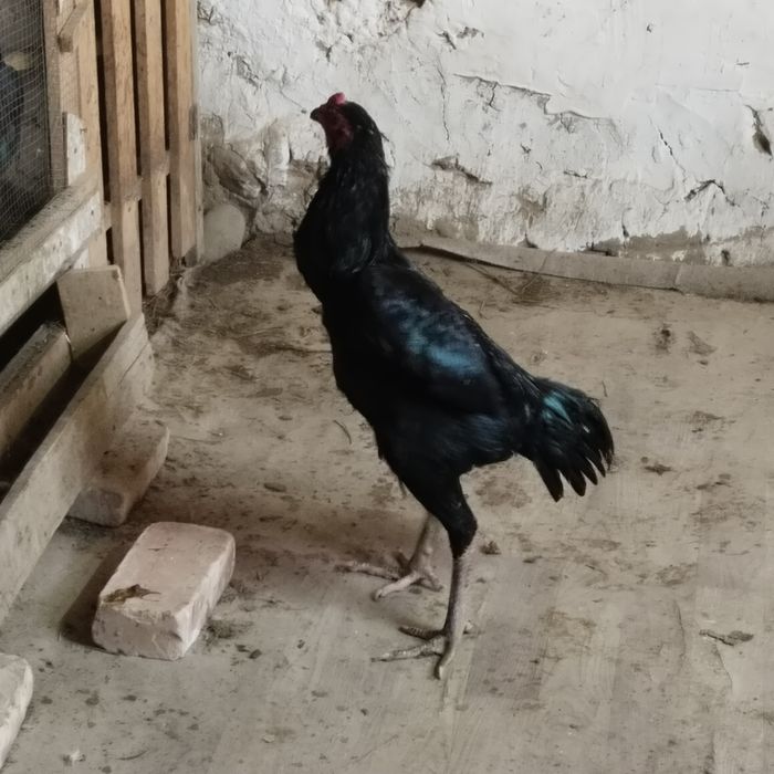 Продам Бойцовый дакан