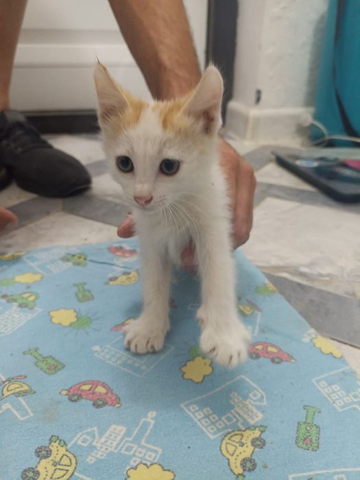 Отдам котят  мальчик и девочка