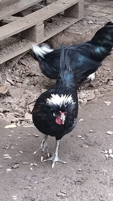 Cocoș  Moțată Olandeză