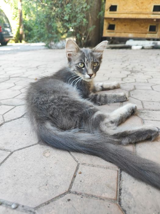 Отдам Породистого Котёнка, Сибирский-длинношенртный.