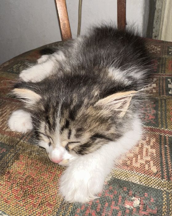 Котятя бесплатно